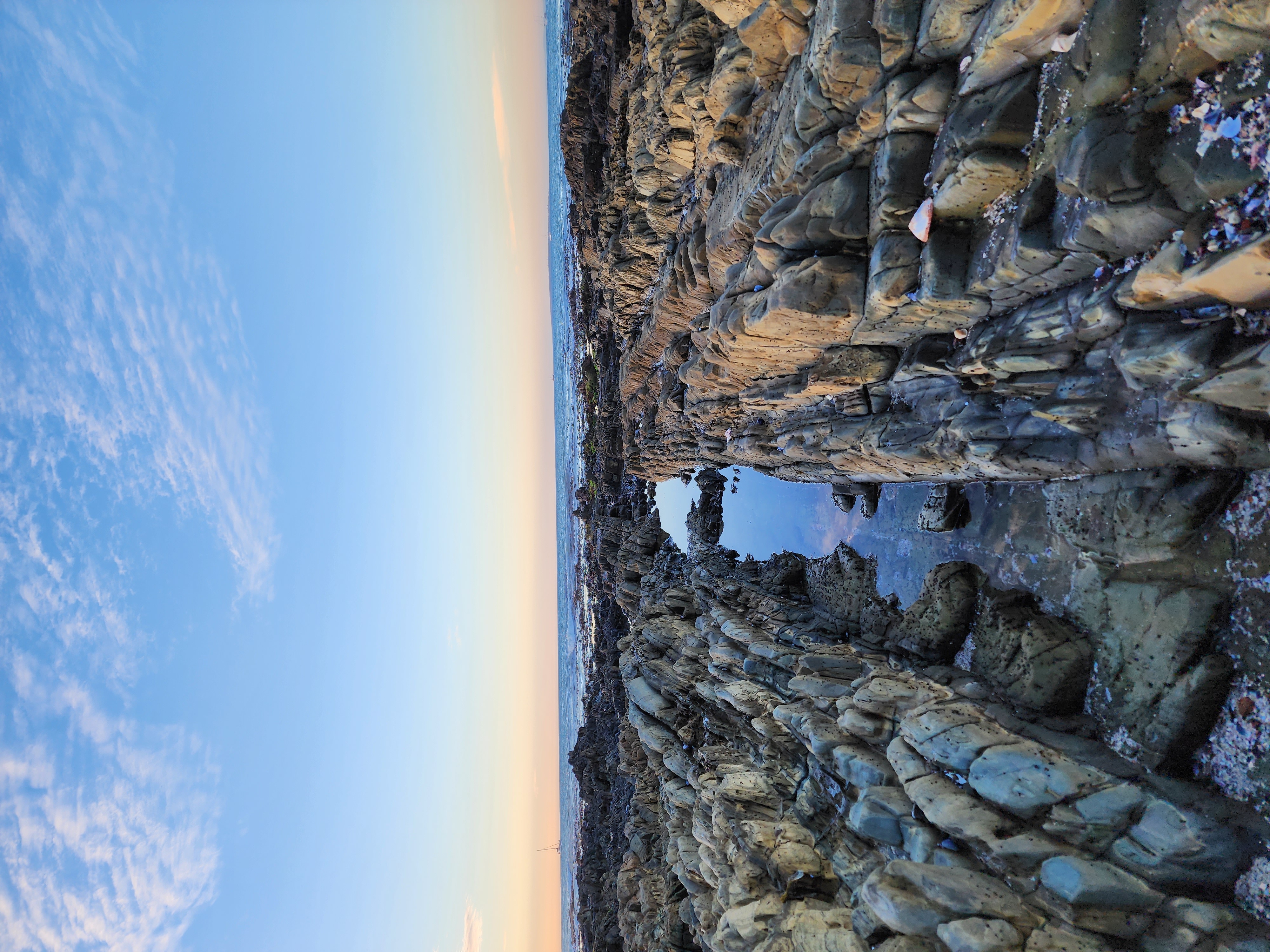 Rockpool life at low tide