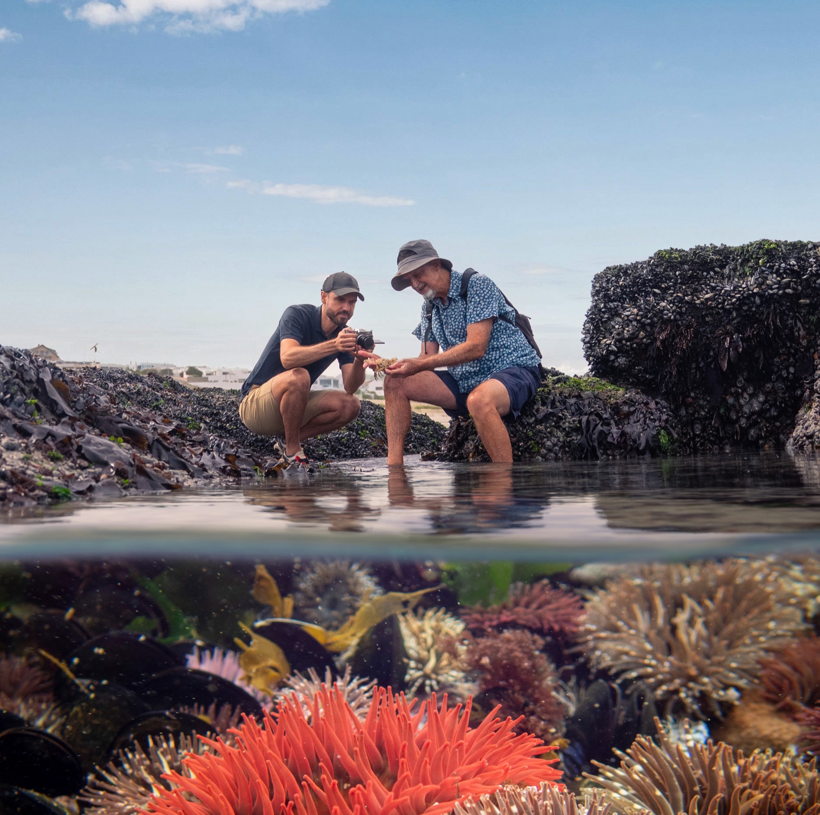 Charles and Matthew Griffiths examining a rock pool, split-level view with anemones below