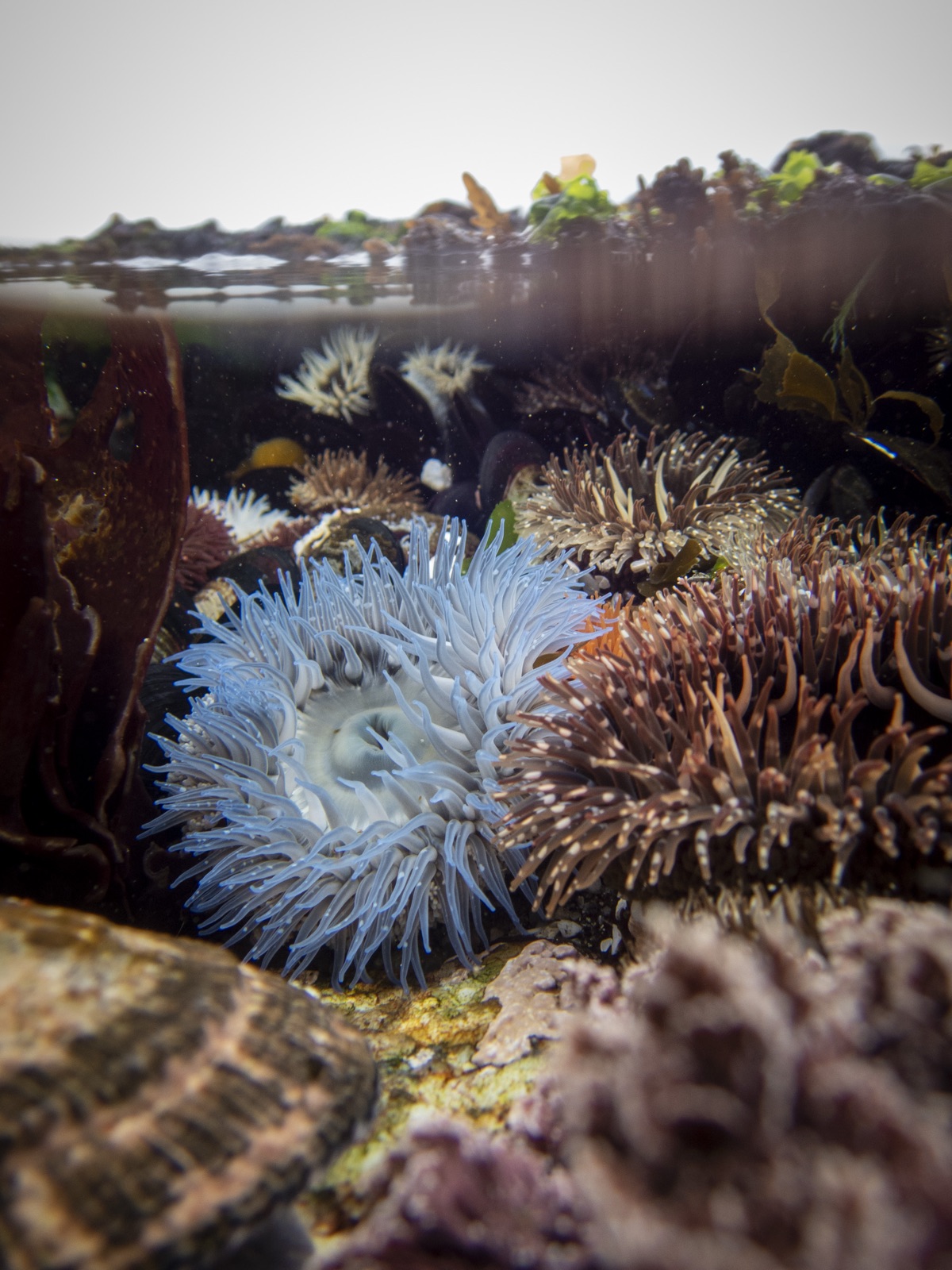 Sea anemone in a Cape rock pool