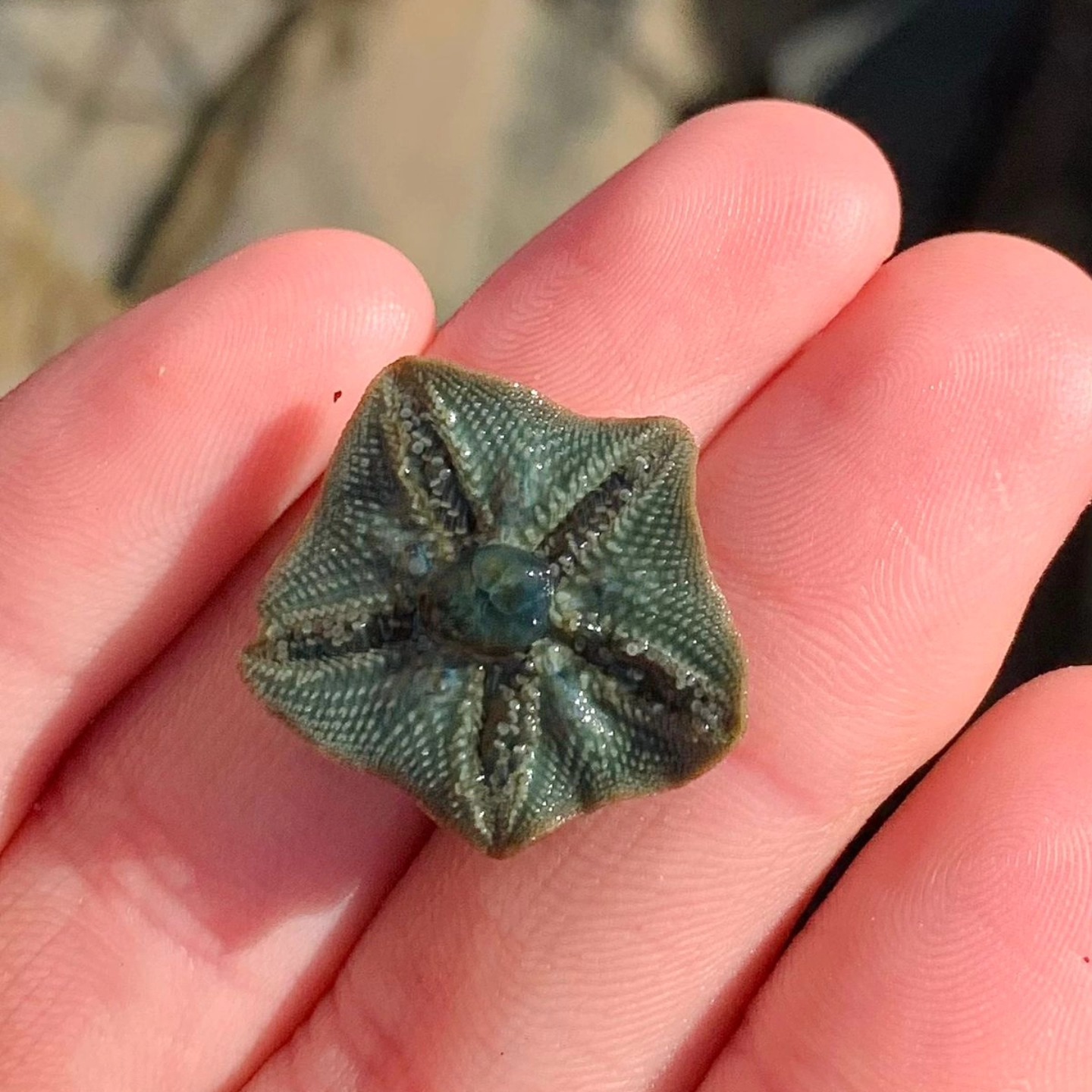 A thumbnail-sized cushion star resting on a hand