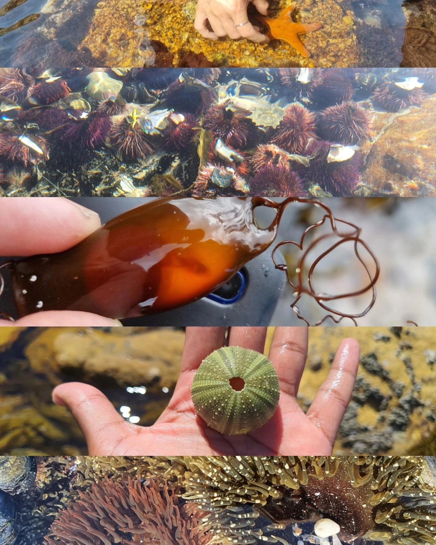 Five finds from one walk: a sea star, an urchin bed, red seaweed, an urchin test and anemones