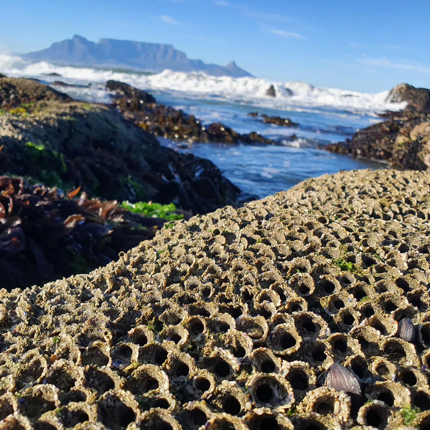 A dense barnacle colony on an exposed rock, Table Mountain across the bay