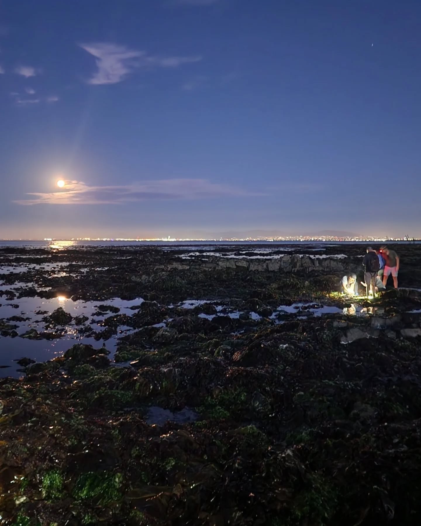 A full moon rising over the intertidal zone while a torchlit group works the pools