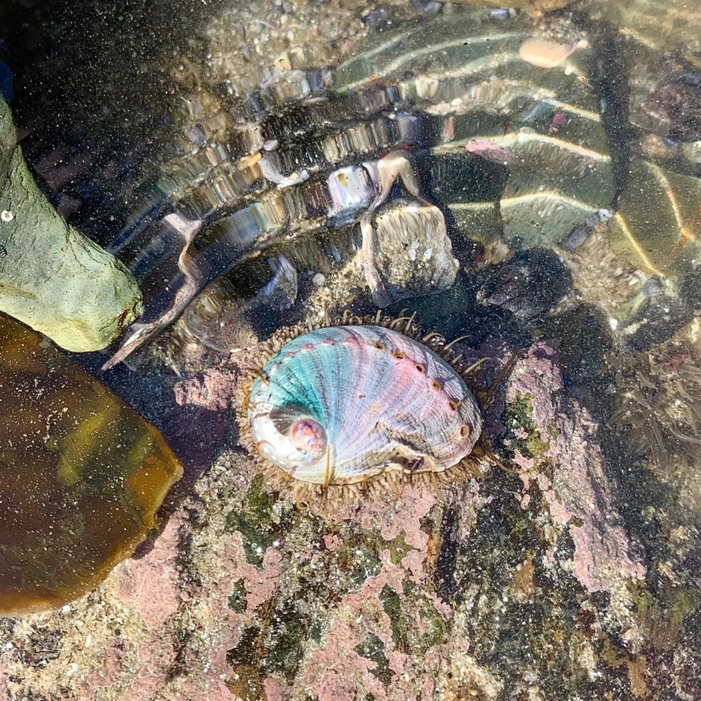 A perlemoen abalone and a chiton in a clear rock pool