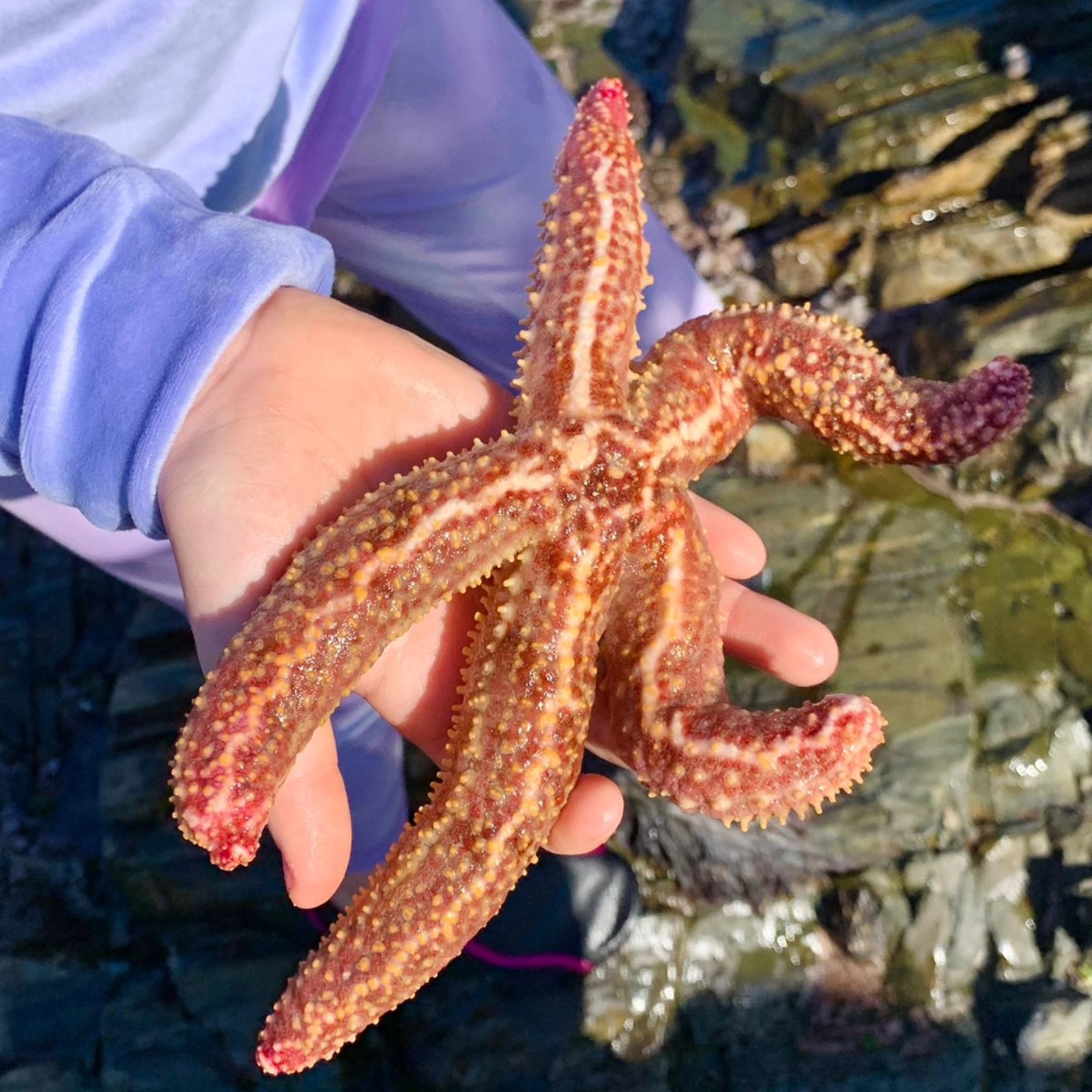 A spiny starfish held in an open hand above the pools